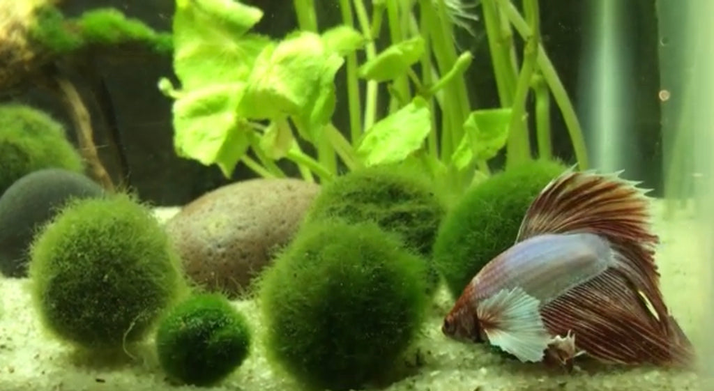 6 Marimo Moss balls for the price of 5 – Live Aquarium Plants