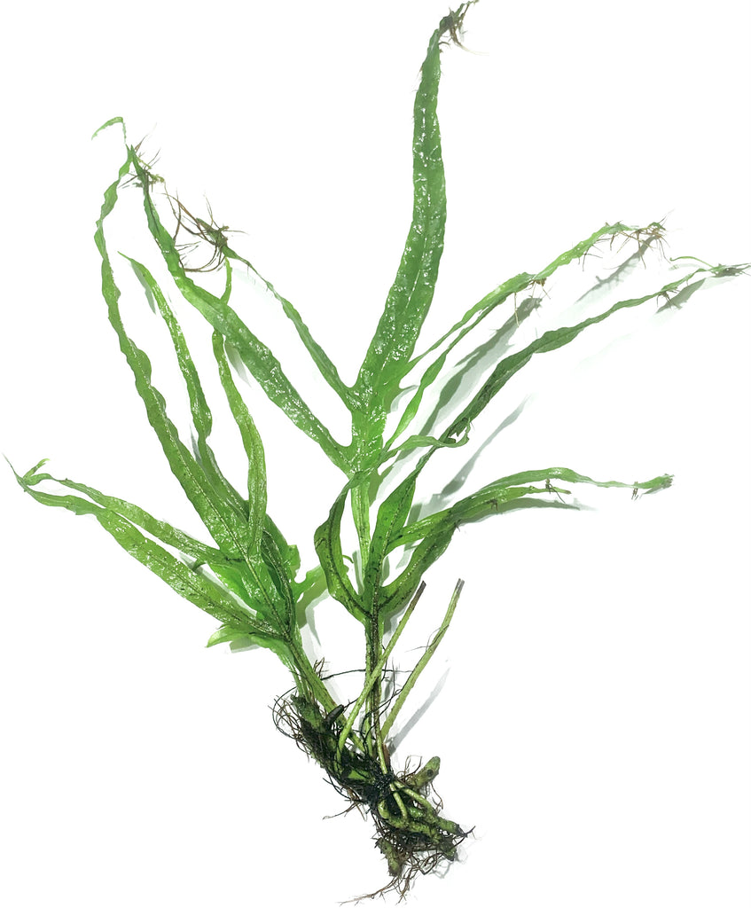 Java Fern Trident Microsorum Pteropus 'Trident' – MarcusFishTanks