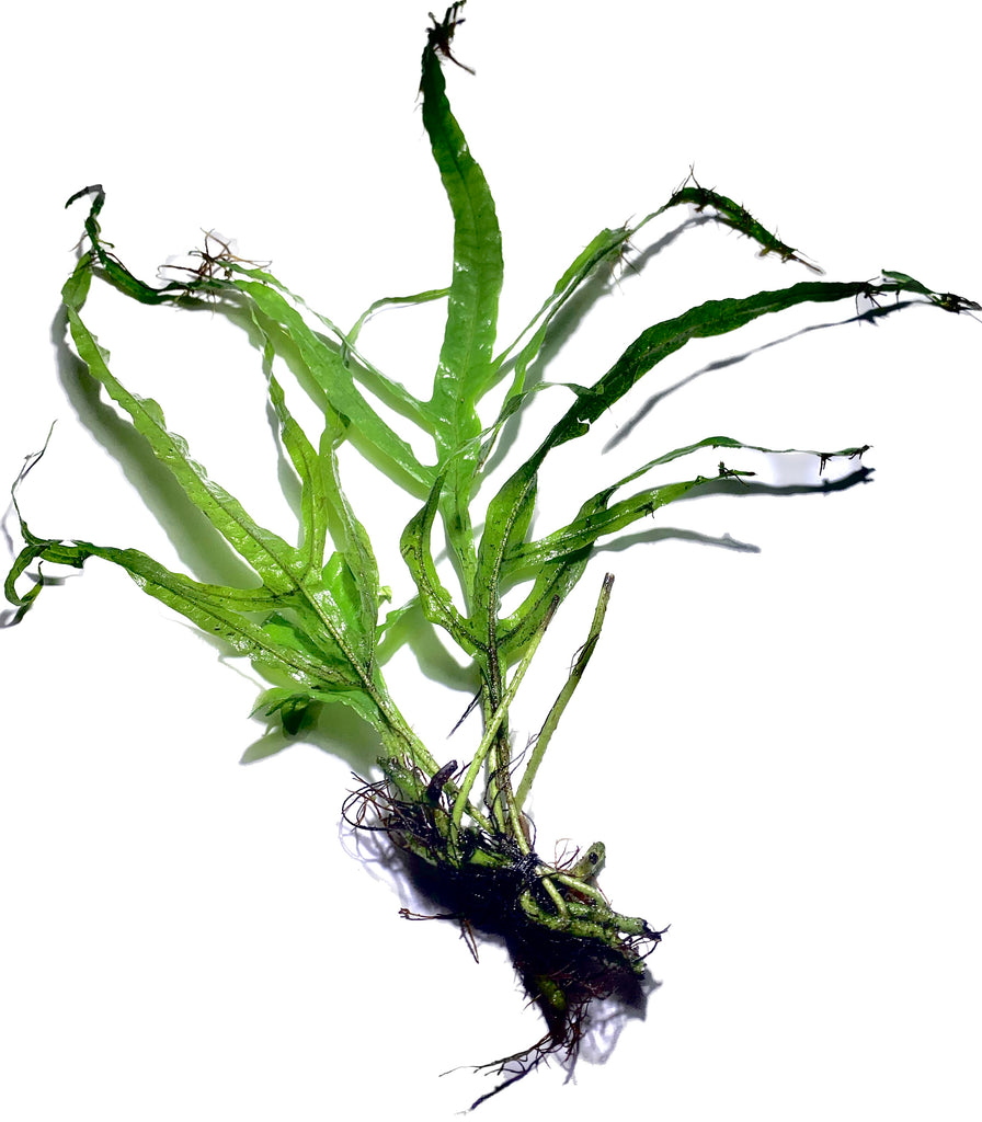 Java Fern Trident Microsorum Pteropus 'Trident' – MarcusFishTanks