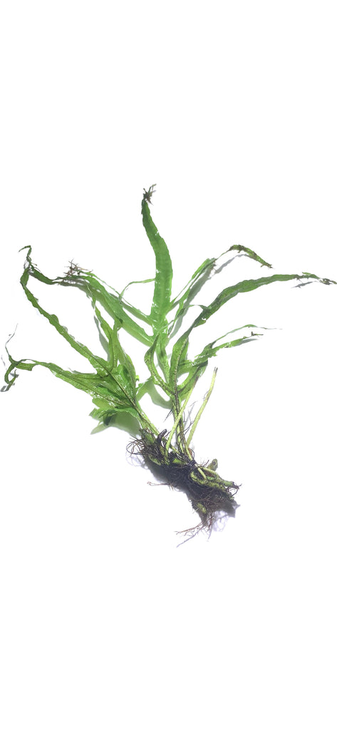 Java Fern Trident Microsorum Pteropus 'Trident' – MarcusFishTanks