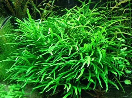 Java fern trident live aquarium plant