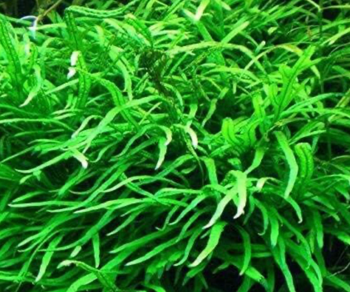 Java fern trident live aquarium plant