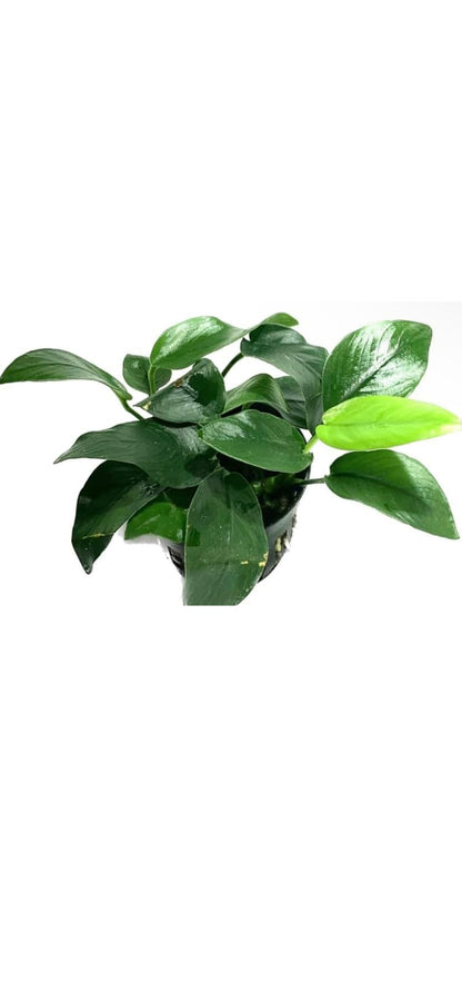 anubias barteri live aquarium plants