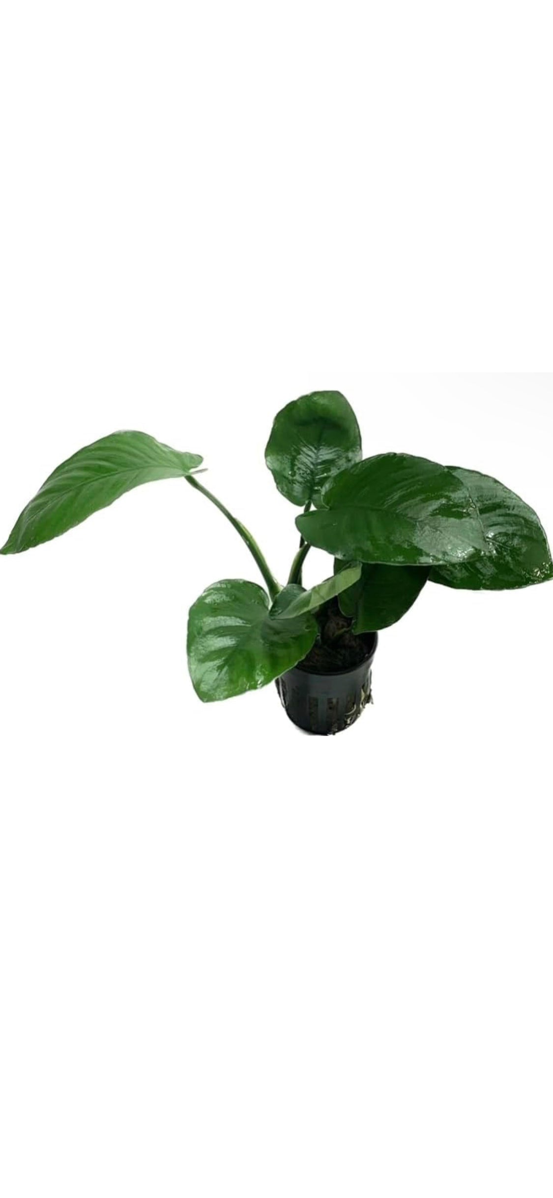 anubias barteri live aquarium plants