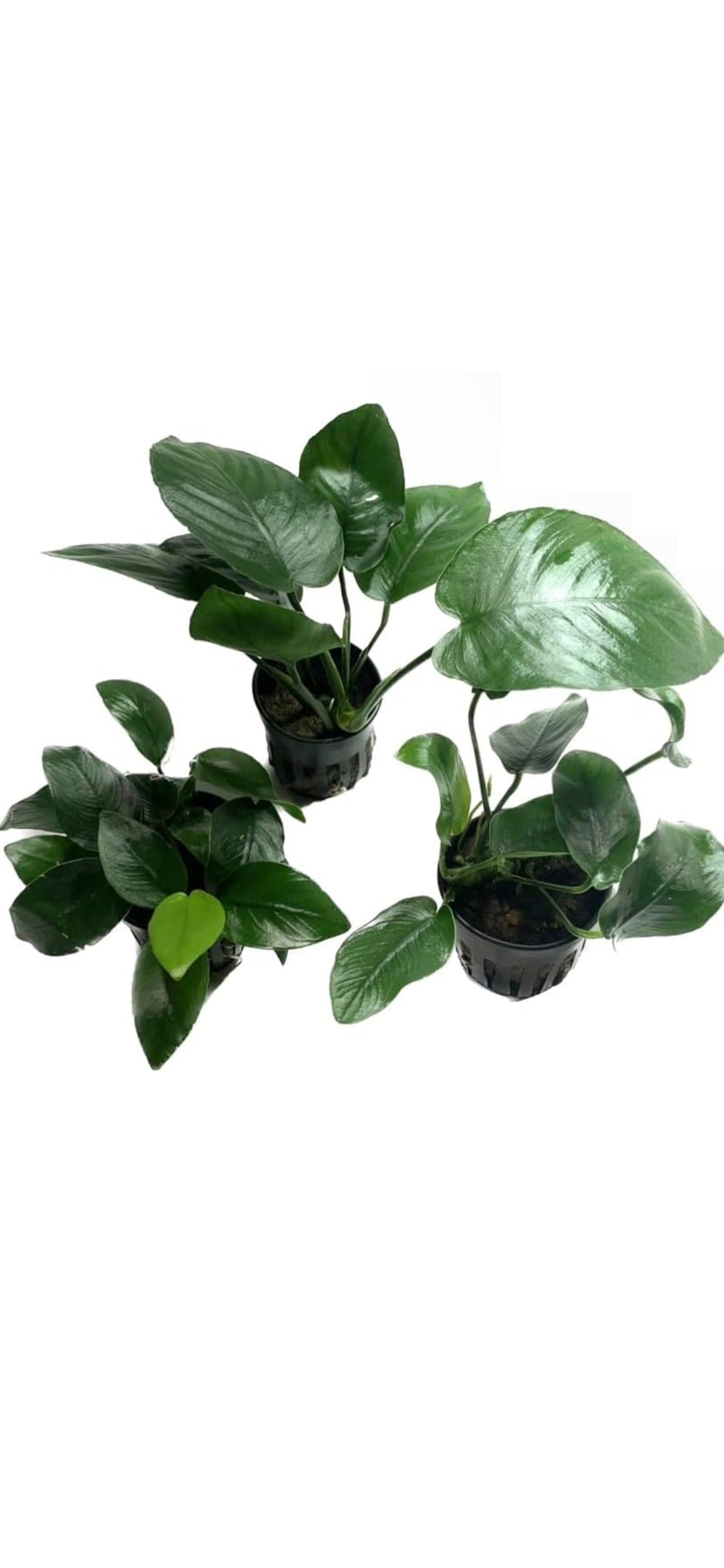 anubias barteri live aquarium plants