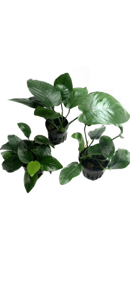 anubias barteri live aquarium plants