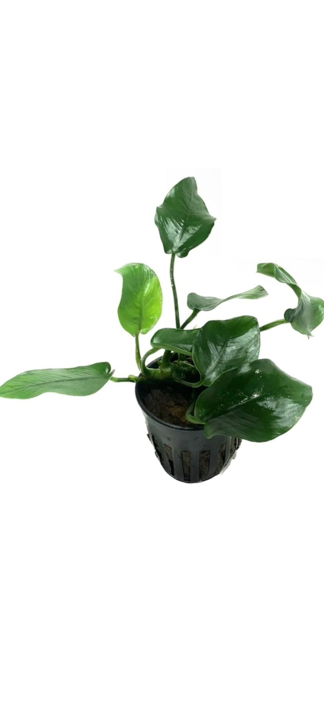 anubias barteri live aquarium plants