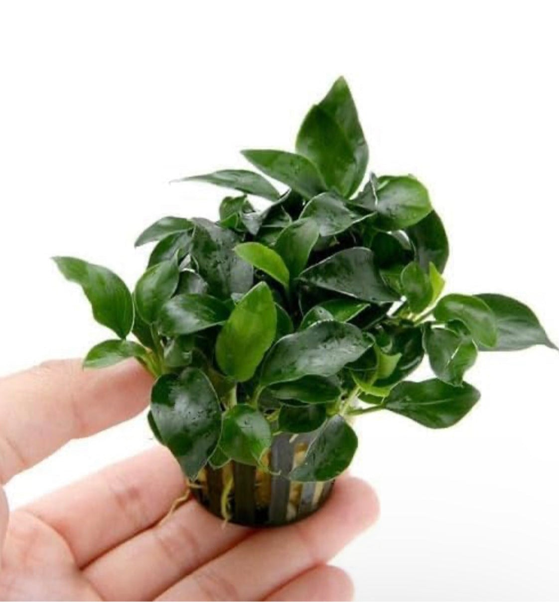 Anubias nana petite live aquarium plant