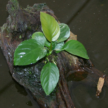 Anubias Barteri live aquarium plant