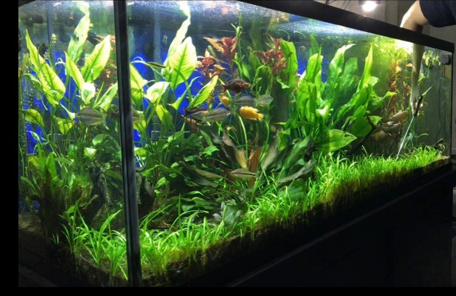 Dwarf sag live aquarium plant