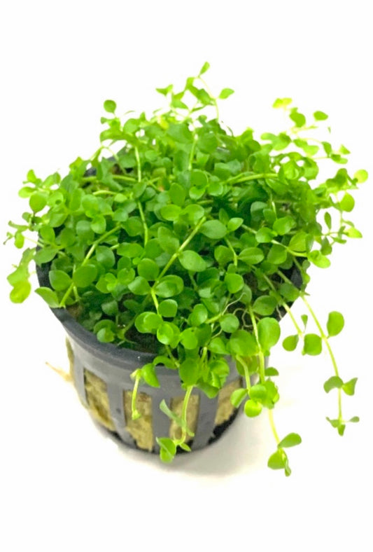 monte carlo live aquarium plant