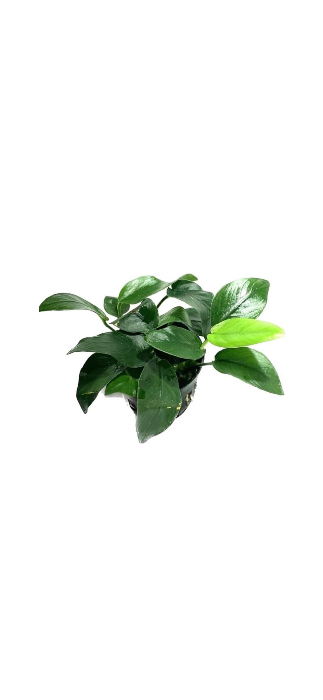 anubias barteri live aquarium plants