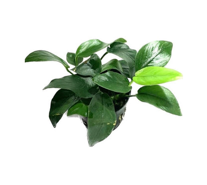 anubias barteri live aquarium plants