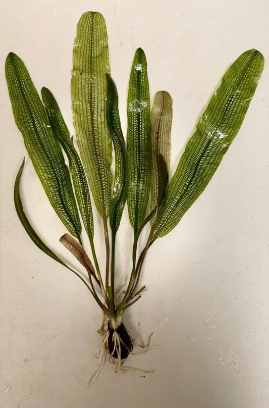 Large Madagascar Lace Bulb Plant