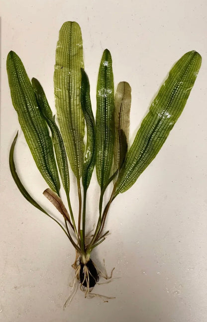 Large Madagascar Lace Bulb Plant