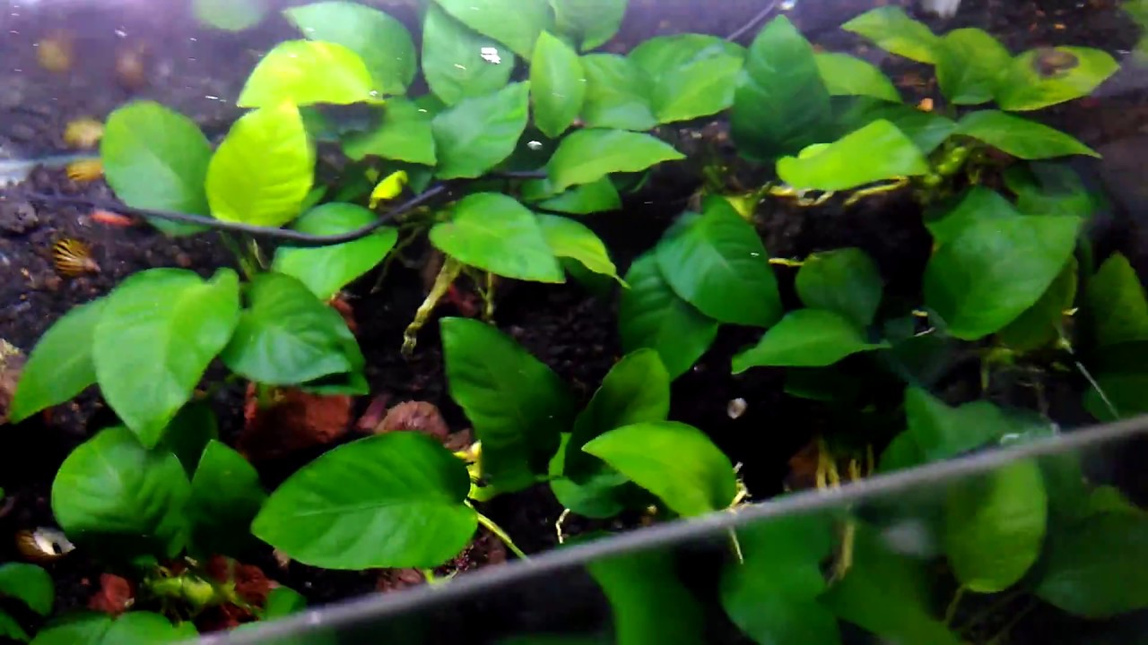 Anubias Barteri live aquarium plant