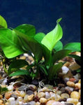 Anubias Barteri live aquarium plant