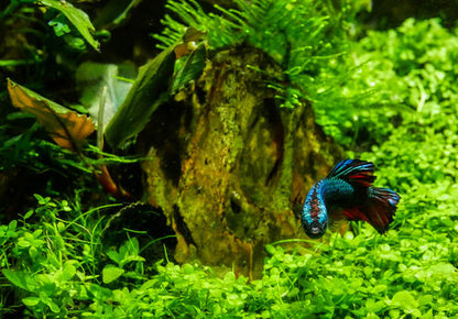 micranthemum monte carlo live aquarium plant 