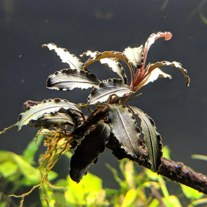 Bucephalandra Buce Godzilla live aquarium plant