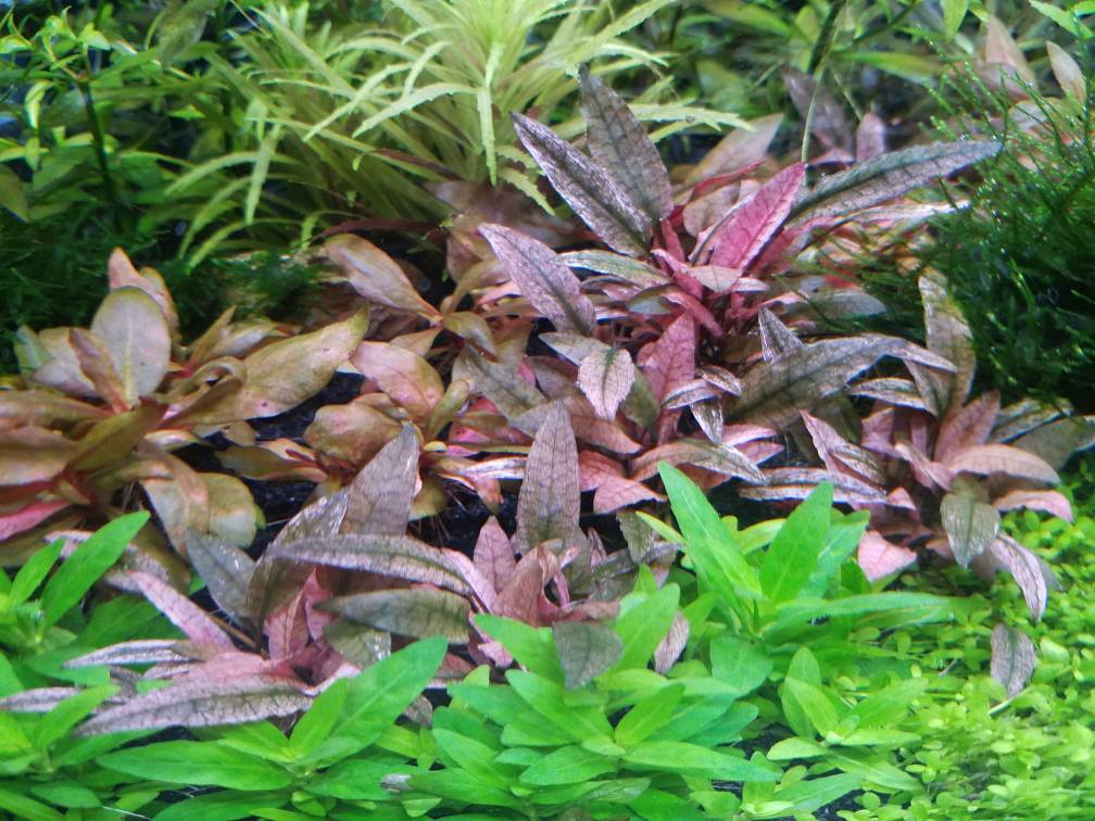 cryptocoryne pink flamingo aquarium plant