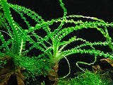 crinum calamistratum live aquarium plant