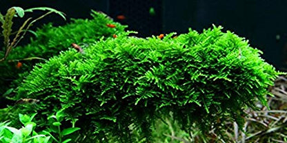 Christmas Moss Vesicularia montagnei