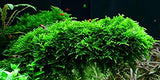 Christmas Moss Vesicularia montagnei