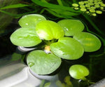 5 Amazon Frog Bit Limnobium Laevigatum
