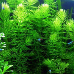 hornwort live aquarium plant