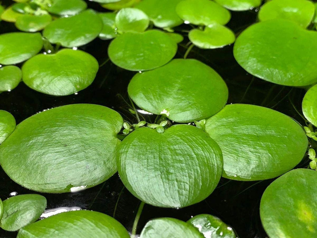 Frogbit Aquarium Plant
