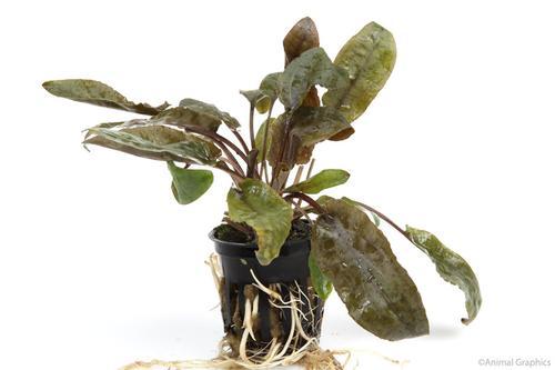 Cryptocoryne Wendtii Bronze Pot