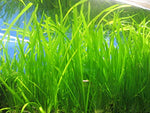 jungle vallisneria live aquarium plant