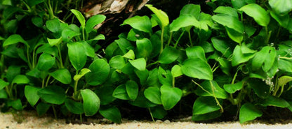 Anubias Barteri live aquarium plant