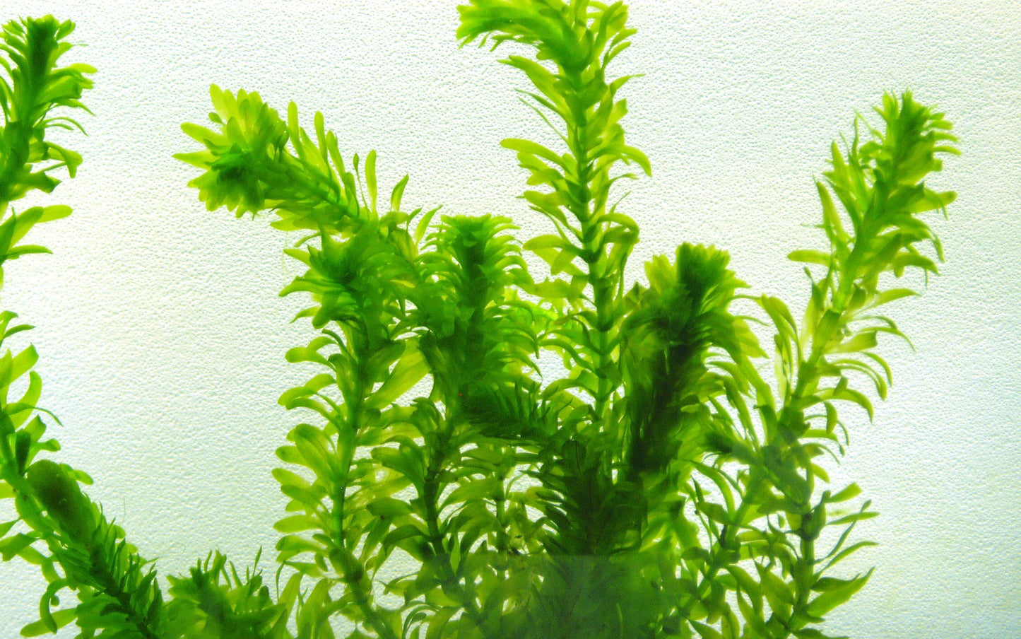 Anacharis Elodea Egeria Densa