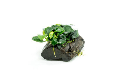 Anubias Nana Petite On Driftwood