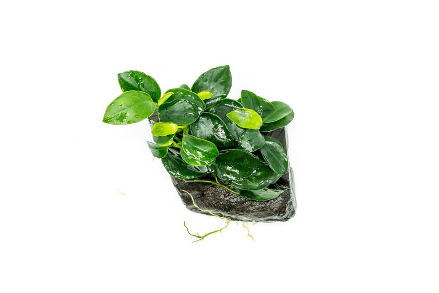 Anubias Nana Petite On Driftwood