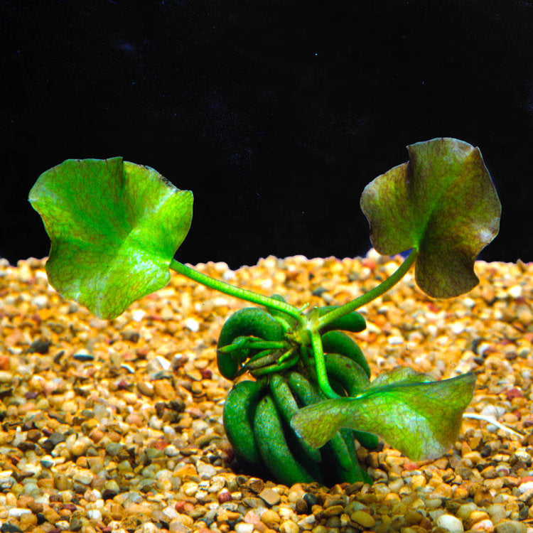 Banana Plant Nymphoides Aquatica