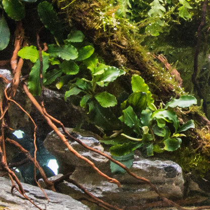 Bucephalandra Buce Green Wavy