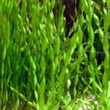 Cork Screw Vallisneria Plants