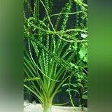 crinum calamistratum live aquarium plant