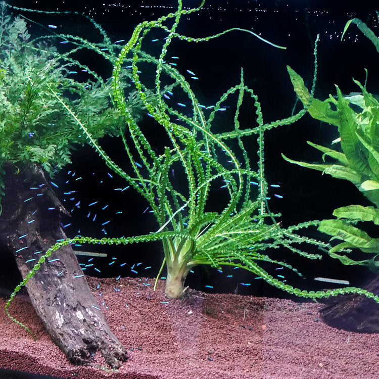crinum calamistratum live aquarium plant