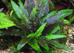 cryptocoryne wendtii live aquarium plant