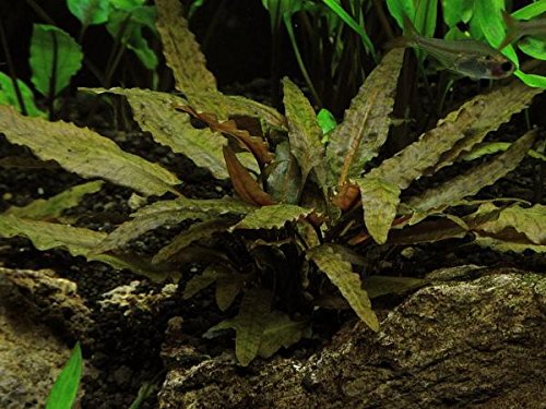 Cryptocoryne Wendtii Bronze Pot