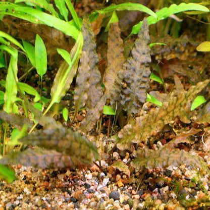 crypt wendtii bronze aquarium plant