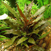 Cryptocoryne Wendtii Red Crypt Wendtii Red Bare Root – MarcusFishTanks