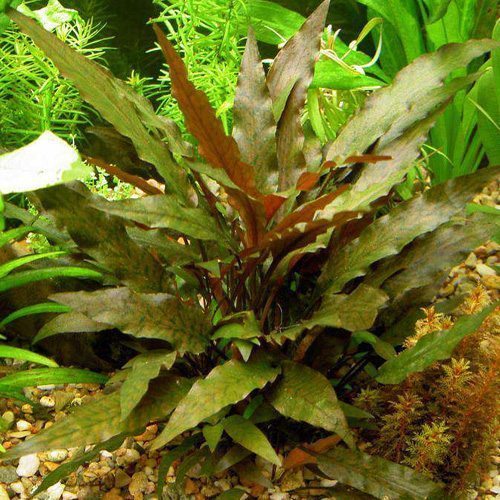 Red Crypts Live Aquarium Plants – MarcusFishTanks