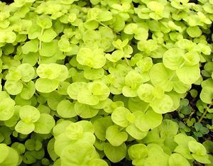 Golden creeping jenny live aquarium plant