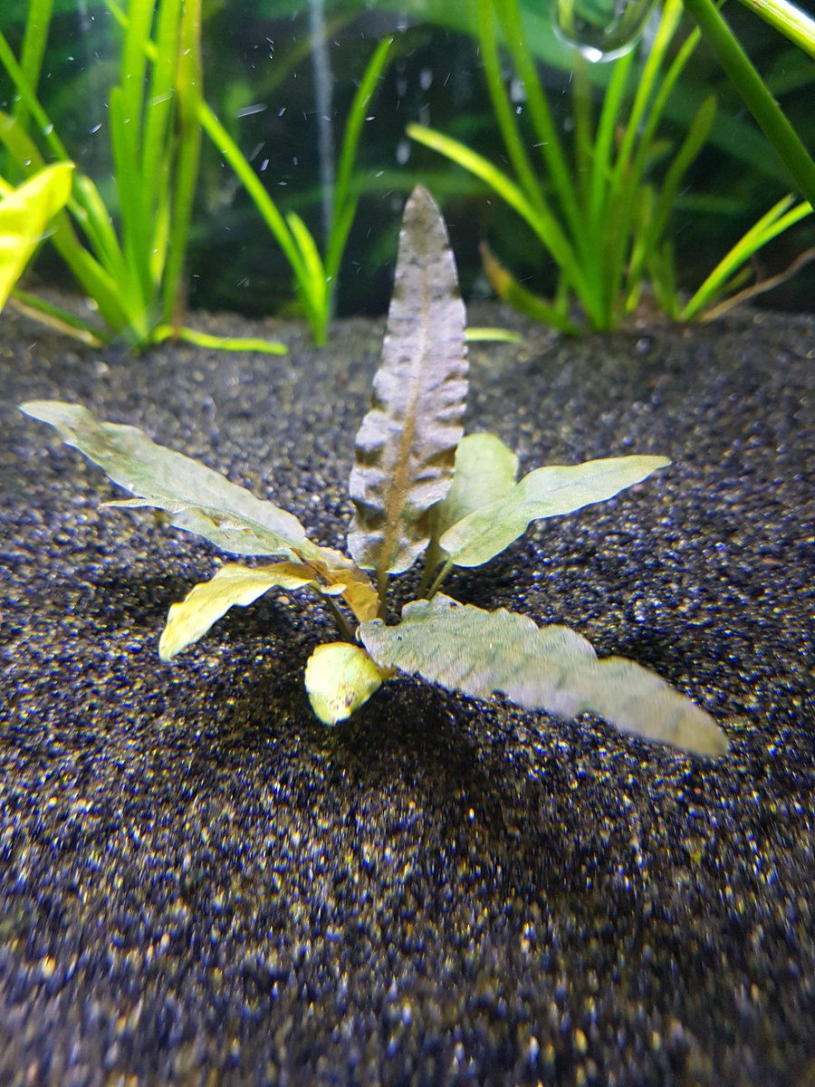 Cryptocoryne Wendtii Bronze