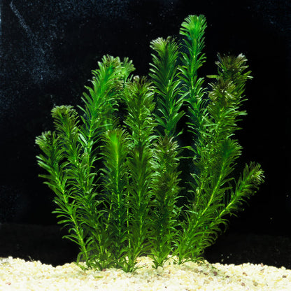 Anacharis Elodea Egeria Densa