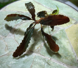 Bucephalandra Buce Theia Red